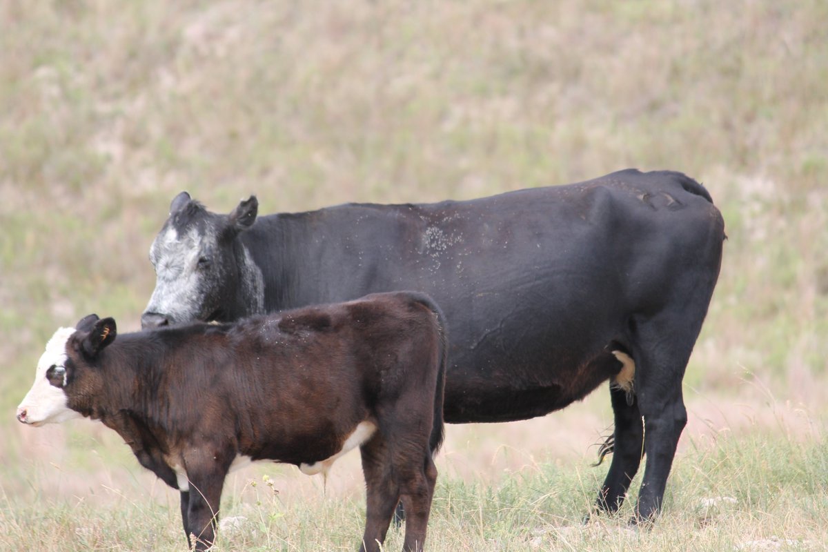 SanerRandy's tweet photo. University of Nebraska Extension in partnership with Sandhills Vet Clinic will be hosting an opportunity for local beef producers to complete Beef Quality Assurance Training on Monday, September 14th.  Training will take place at the Arthur Veterans Memorial Hall in Arthur, NE https://t.co/FkAXqDdFJI