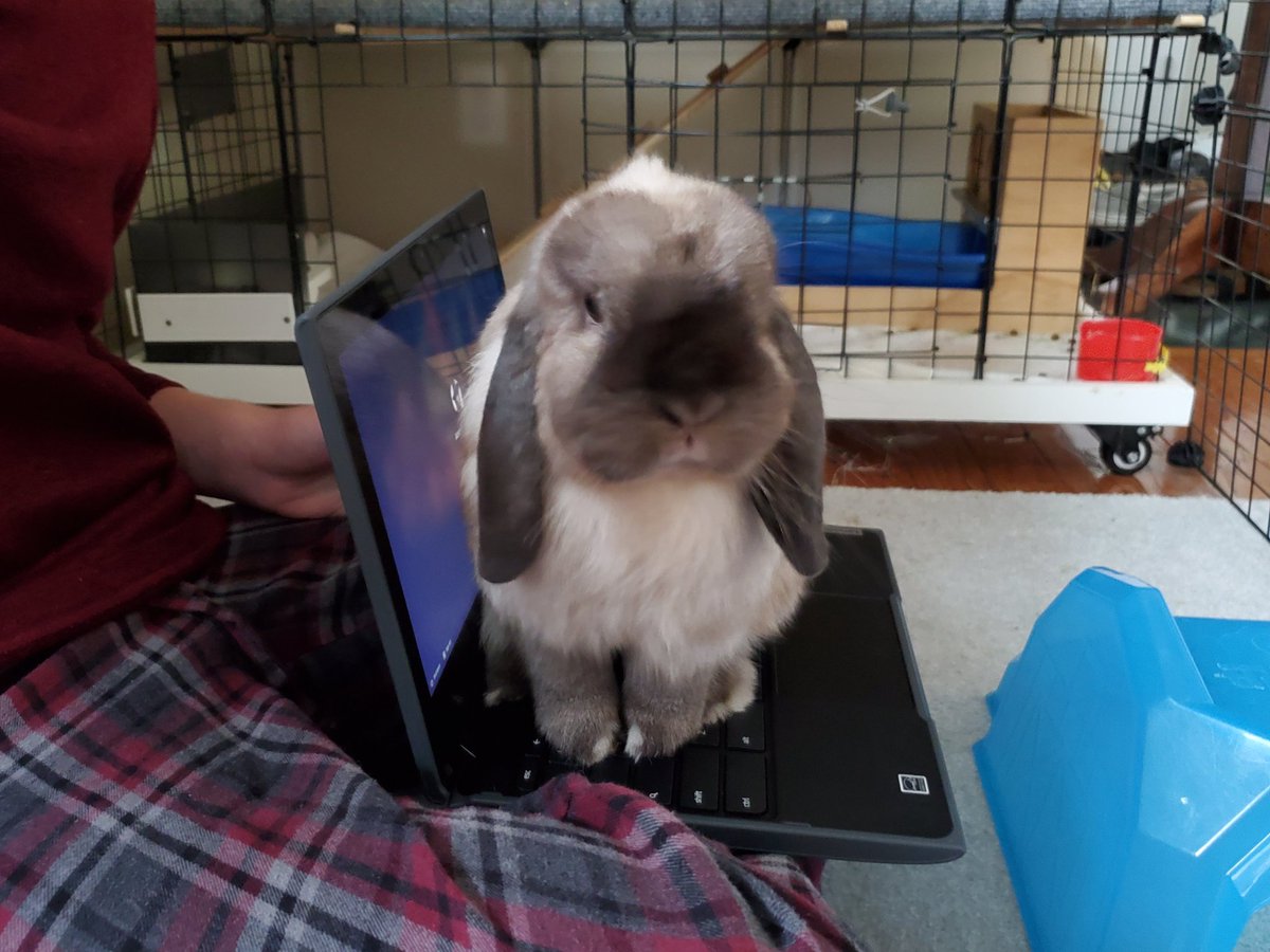 HazelThatBunny's tweet photo. #rabbit #rabbits #bunny #bunnies
#distancelearning #Learningathome 
I'm distance learning! https://t.co/ThLSW9kQks