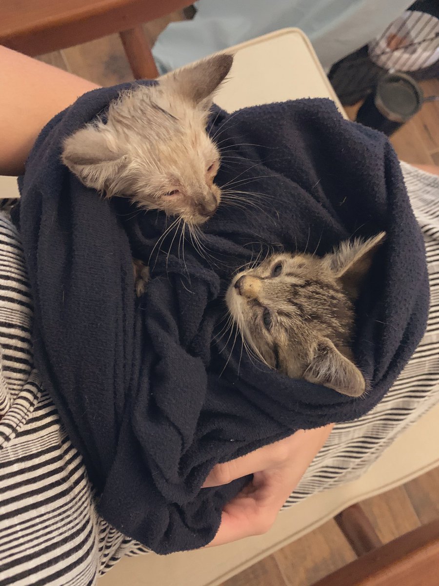 It’s been an interesting week to say the least. 😅 Brian found the brown kitten two days ago in a car’s headlight. He calls me today and said they found the sibling! Two kittens, approximately 4-6 weeks old, on the road to recovery! My dog is interested, my cat is maaaad. 😂🤷🏼‍♀️