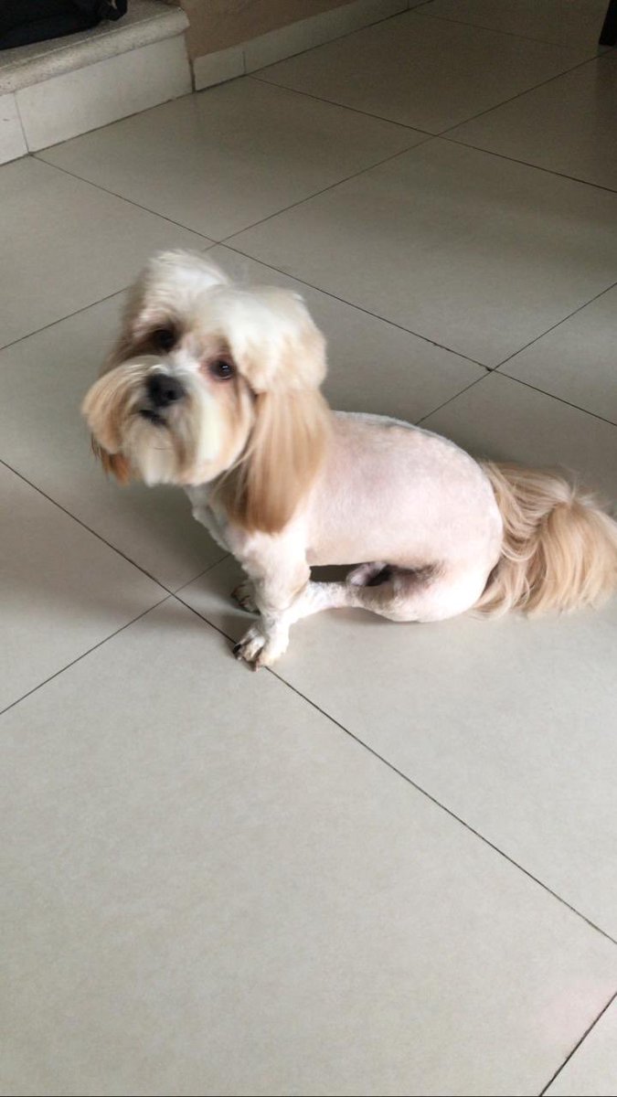 Karlaa_CL's tweet photo. “Hay que llevar al perro a peluquear para que quede bonito” 🤡🤡🤡🤡🤡 https://t.co/fFNIRJdZqq