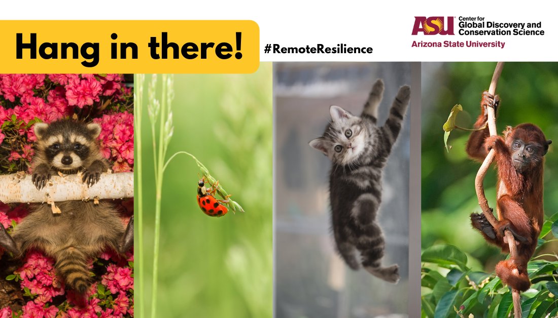 ASU_GDCS's tweet photo. Keeping hanging in there, everybody! #RemoteResilience https://t.co/YSnpXe7n8y