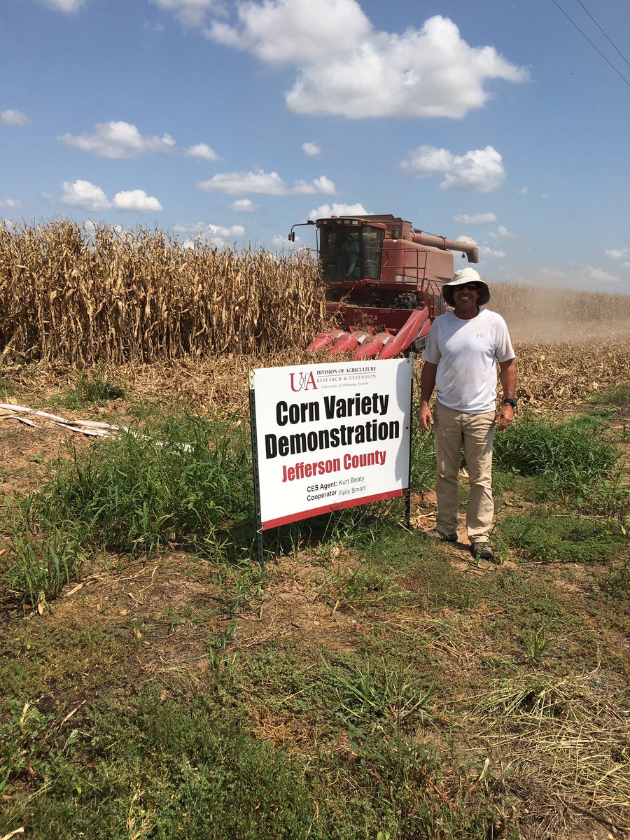 CEAChicotCo's tweet photo. Harvesting Corn variety trial here in Jefferson County this evening big thanks to our cooperator this year Felix Smart! @AgWriterArk @AR_Feedgrains @UAEX_edu https://t.co/qPbBUMGDus
