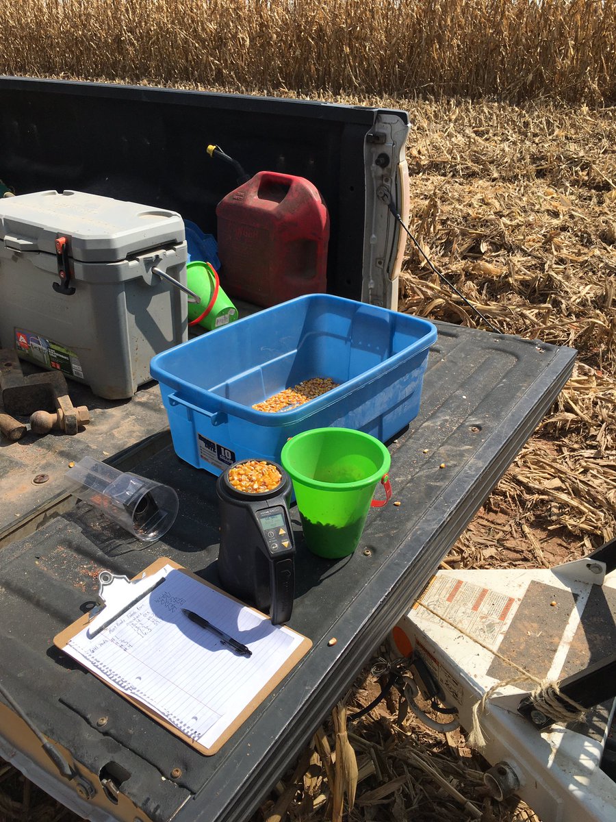 CEAChicotCo's tweet photo. Harvesting Corn variety trial here in Jefferson County this evening big thanks to our cooperator this year Felix Smart! @AgWriterArk @AR_Feedgrains @UAEX_edu https://t.co/qPbBUMGDus