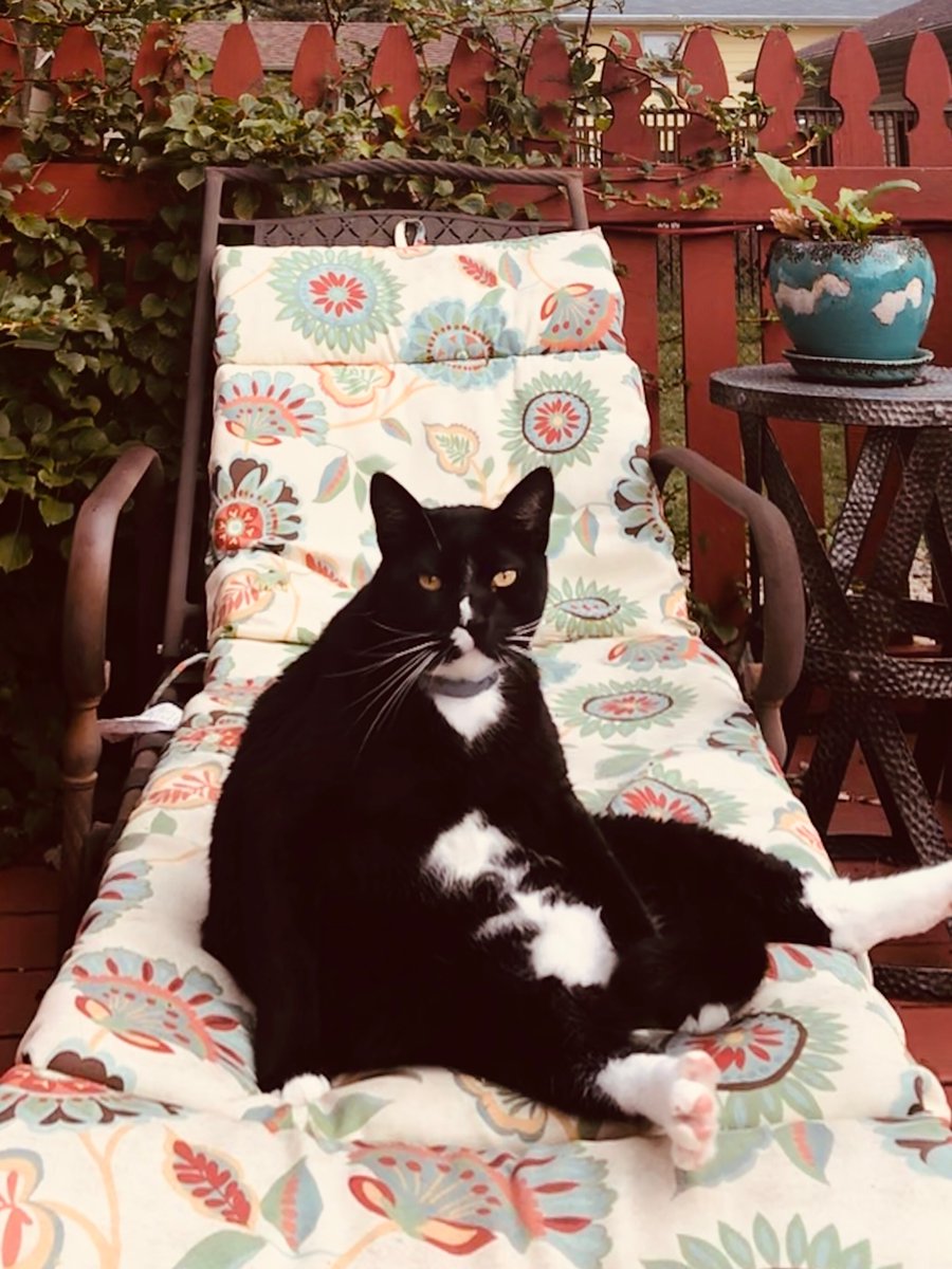 In honor of National Wildlife Day, I decided to wear my cat costume.