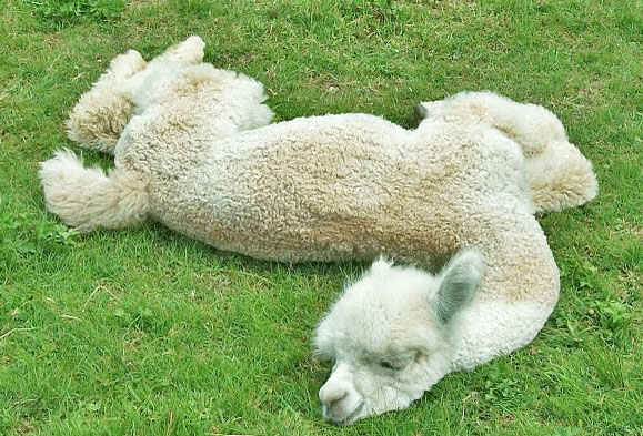 This alpaca will be hibernating for the rest of this dumpster fire of a year