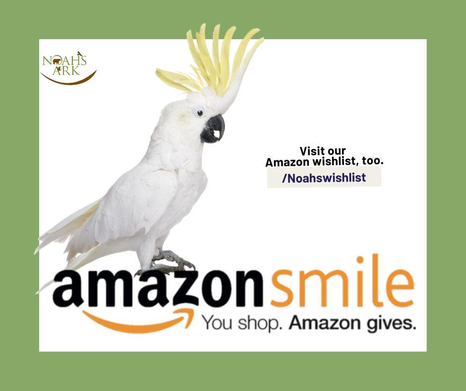NoahsArkClub's tweet photo. Put a smile on our animals' faces by using #AmazonSmile! When you shop AmazonSmile and choose #NoahsArkAnimalSanctuary as your charity 0.5% of your purchase will go to helping our rescued animals! Visit the link below for details! https://t.co/WJTxRmxa82  

#BLT #ShareTheDream https://t.co/fqqhWdrpDo