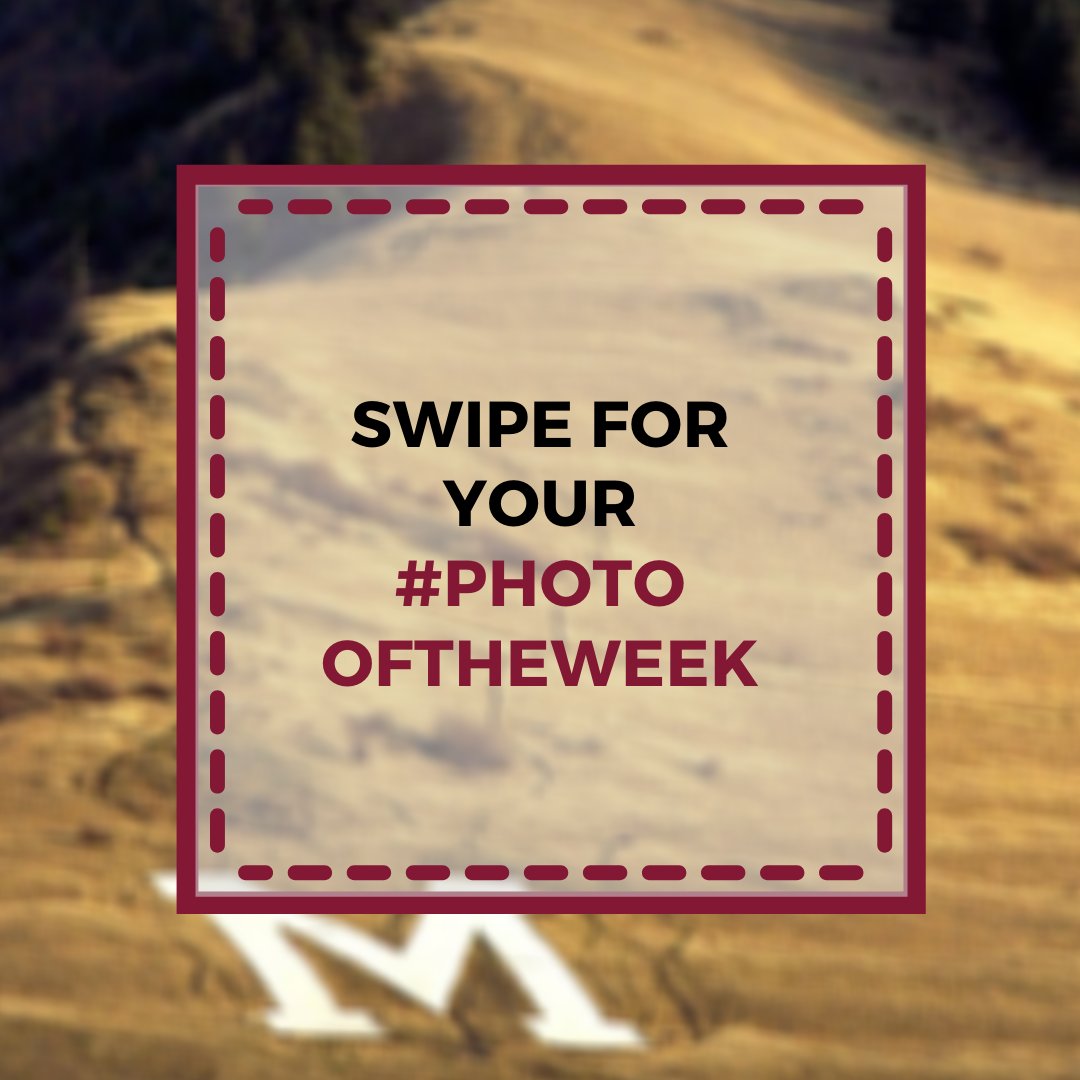 Davidson Honors College tweet media