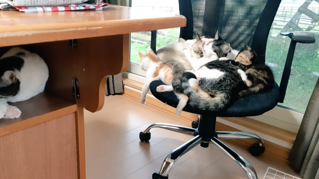 moonmoon2626's tweet photo. さて何匹いるでしょうか
#保護猫と暮らす https://t.co/jiLwxH9q6U