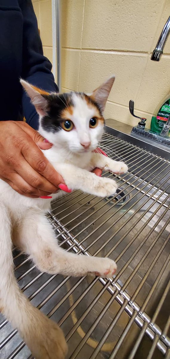 PeterAskin1's tweet photo. Emergency vet care needed for calico kitten A45492801 in #ForthWorthTX! This baby was hit by a car & has a pelvis/spinal injury & can't move rear legs! (Needs help expressing bladder)! Email fwacctag@fortworthtexas.gov to rescue! Pledge! EXTREMELY URGENT!
https://t.co/5DSeFFvyYA https://t.co/KxGMMehEW4