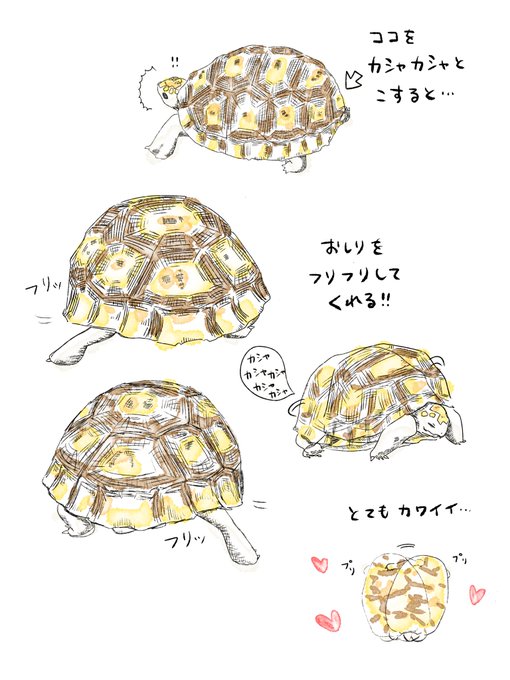 リクガメのtwitterイラスト検索結果