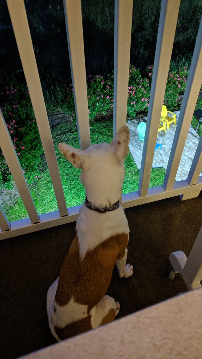 Puck is up to bark at children. Because she's the best.