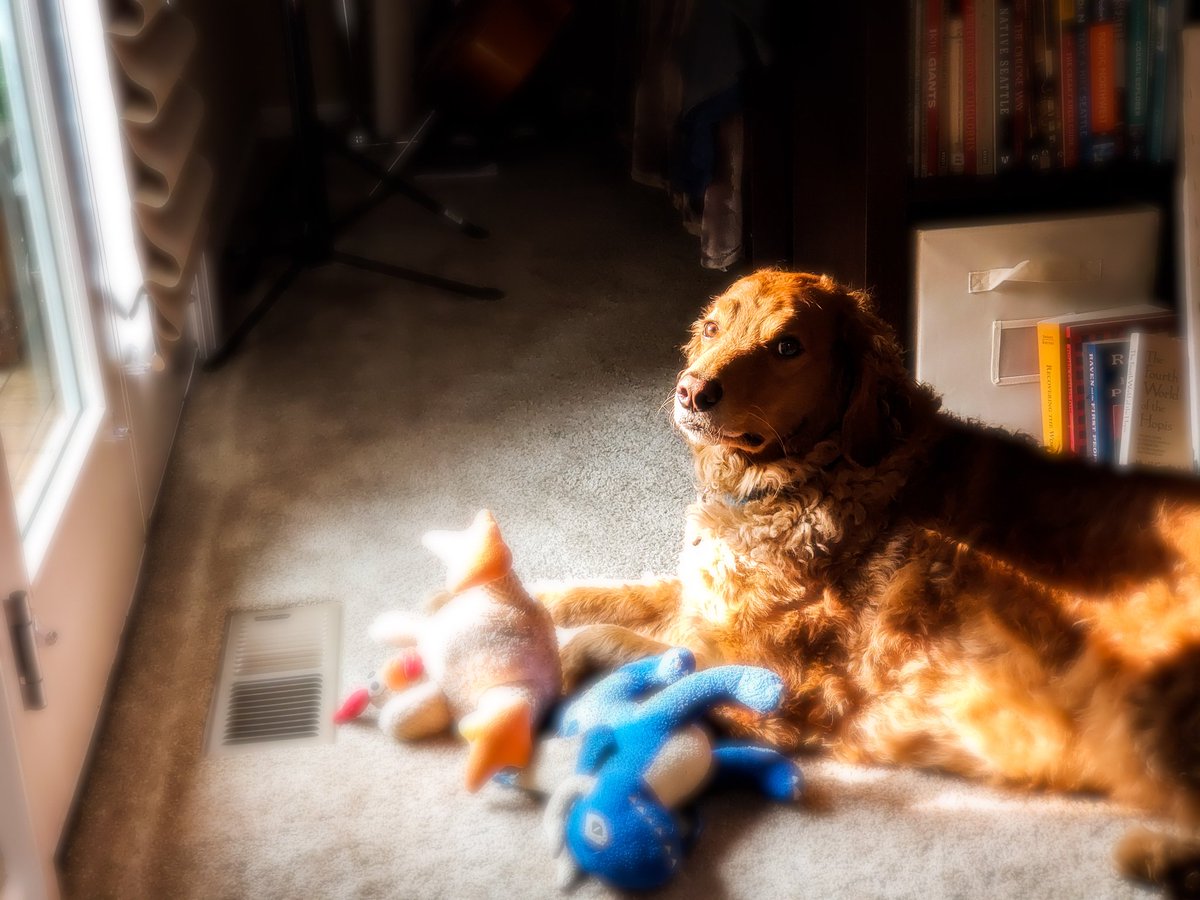 doodlechester's tweet photo. Mom said the air is too bad from all the climate fires to play outside. But she did open a window shade for me so I can look outside. It's not as good, but if I sit long enough, I might see a bunny. Stay safe. Look in on your friends. This smokey air is real. #smokeytheair https://t.co/6dFlfvi2AI