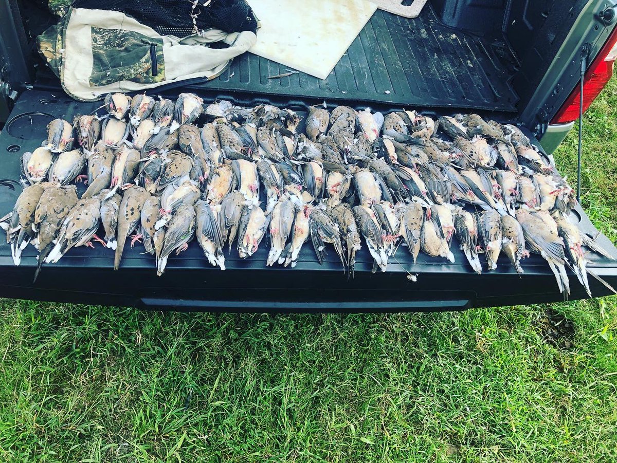 Absolute smash fest of a dove hunt this morning!