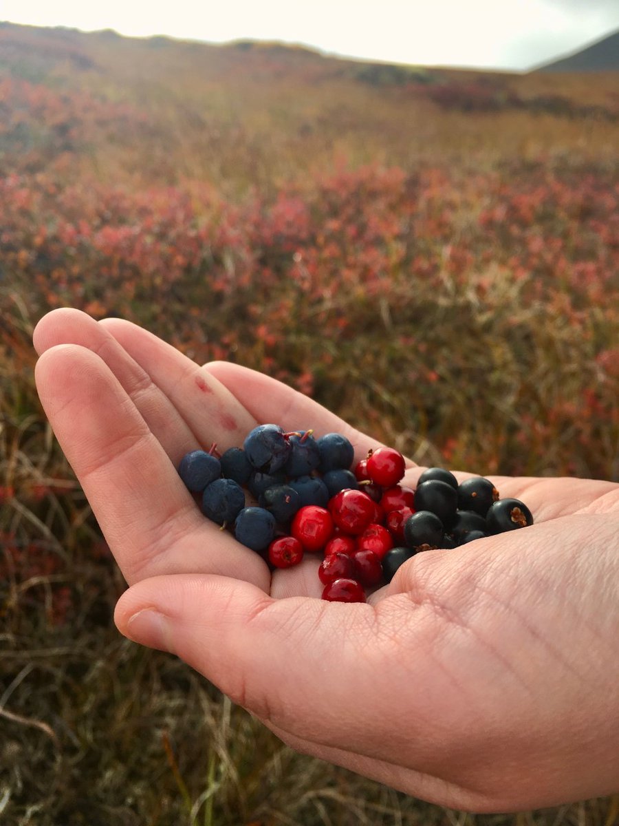 BeringLandNPS's tweet photo. A few moments of berry picking on the tundra results in a colorful berry salad of sweet blueberries, tart cranberries, and slightly sweet and bitter crowberries.
NPS Photo/K. Ollesch
#recreateresponsibly #tundraberries #fallcolors #subsistencelife #alaskanps #beringlandbridge https://t.co/AJ6wCgEFww