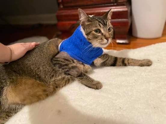 AlisaDStewart1's tweet photo. Poor Toby. His inner incapsuled abcess was horrible. They showed me the photo and I was in awe. It was huge with strings of mucus everywhere. It was close to the trachea so they got as much as possible. It had burrowed deep in the neck tissue. She didnt get https://t.co/pPVVpYRx8q