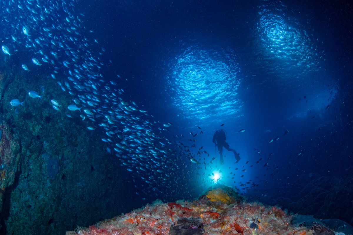 #weekendweather #poorKnights Sunny and southerly. Got a spring feel in the air.....summer's a-coming!
diving.co.nz/news/12-13-sep…