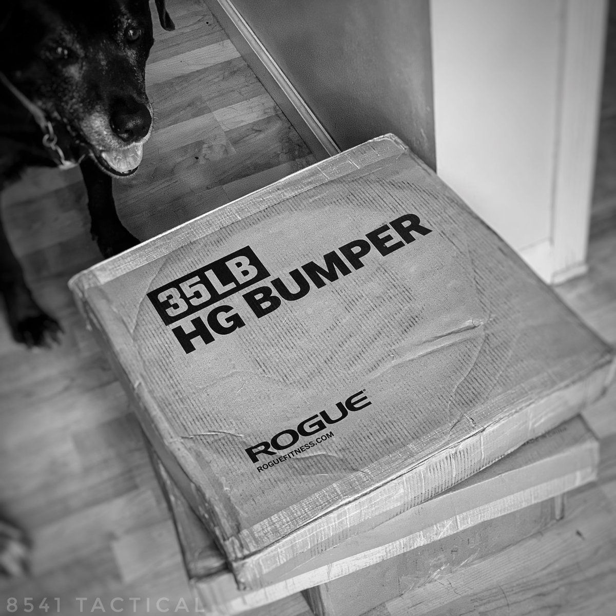 8541Tactical's tweet photo. My UPS guy is going to get a tip Monday. Today I had a pair of @RogueFitness 35lb plates and two cases of 5.56 Ammo arrive. Monday is four more plates (2x45 and 2x25). My deliver guy gets a workout. ๐ #getoutandlift #getoutandshoot https://t.co/hxAJM9U9lT
