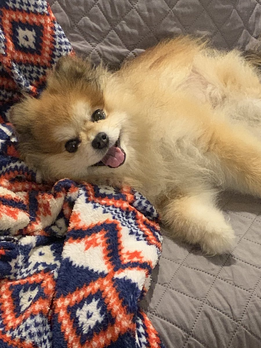 FierceOkatu's tweet photo. My #servicedog #hugothepom being adorable. #dogsoftwitter https://t.co/Z6RVHxuB2r