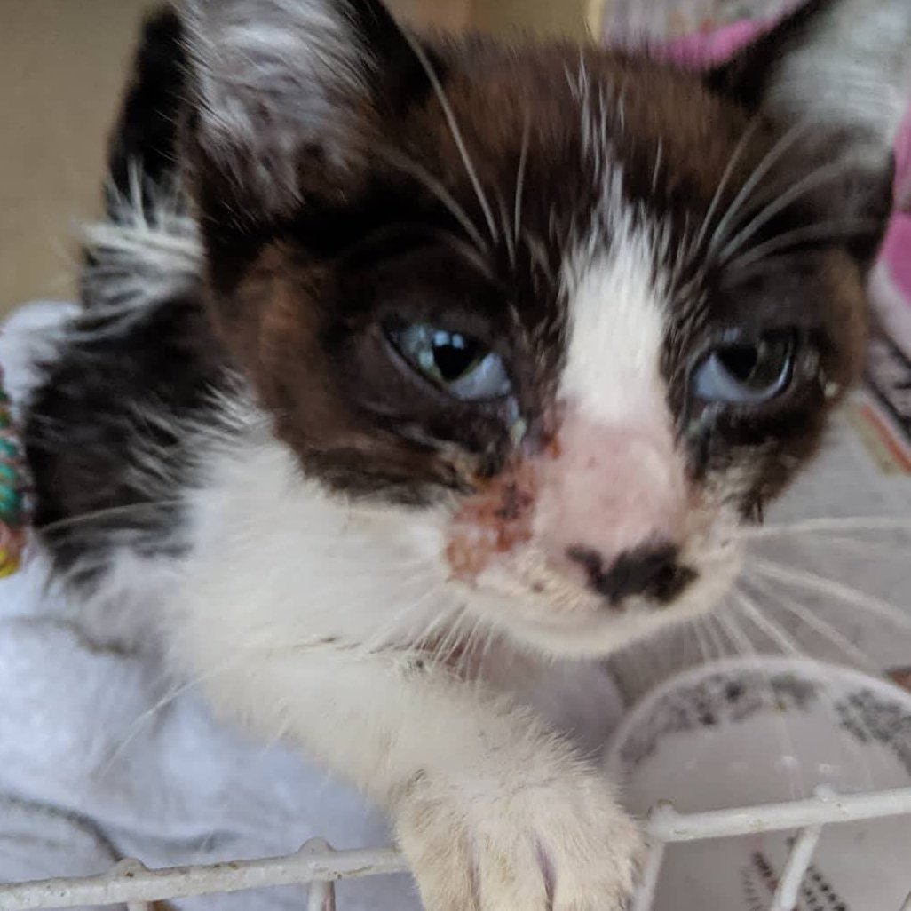 わしの猫 ハチワレ 保護した頃の写真があった 目が開いとるから保護して一週間くらいかな こうしてみると フクフクして立派な家 猫になったな 夜 ブチっと抜いていったわしの髪の毛 うまかったか 猫界のメンヘラ 猫好きさんと繋がりたい