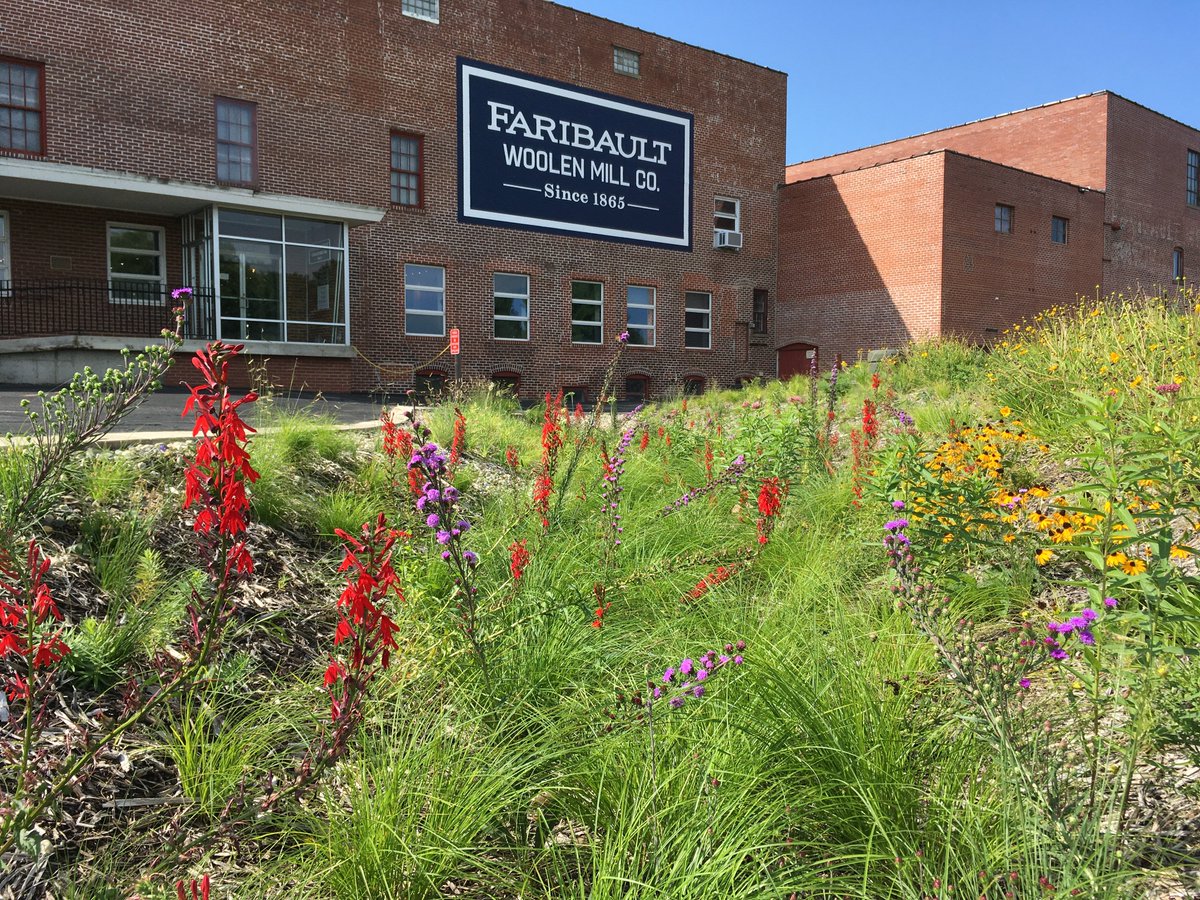 DustinDemmer's tweet photo. This rain #garden we planted is now 1 year old. Captures and infiltrates 4,000 gallons of water from the parking lot during a 1inch rainfall. Has over 2,700 native plants and is full of monarchs in Aug/Sept! At the Woolen Mill in Faribault, MN, right off I-35: @faribaultmill https://t.co/zSDGigvL2l