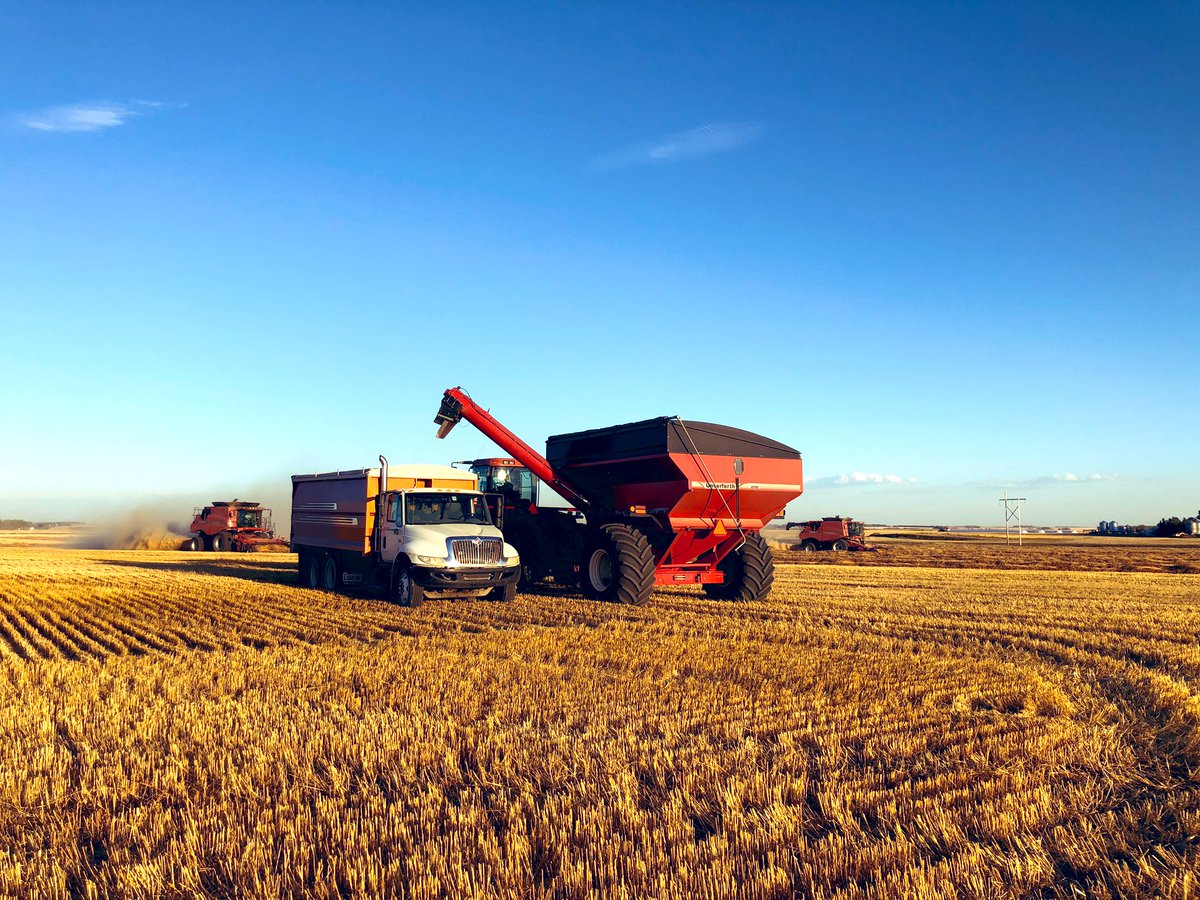 Chris_bauer_LL's tweet image. This this the 116th crop taken off this quarter by my family on the Kolbeck side who immigrated here from Germany via USA. Here is the crew/fam just after a pizza meal delivered by our  local coop agro. We are finished wheat and are half done #harvest20 #fivegenerations