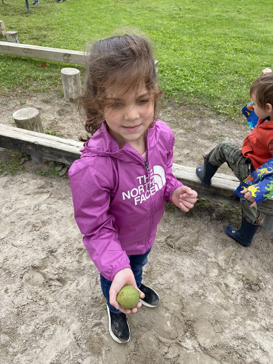 These students were all curious about what they found in our school yard. Where did they come from? A tree? What’s inside of them? Can we make them grow? A new inquiry has begun! #inquirylearning #earlyyears @OrchardParkPS @SCDSBey