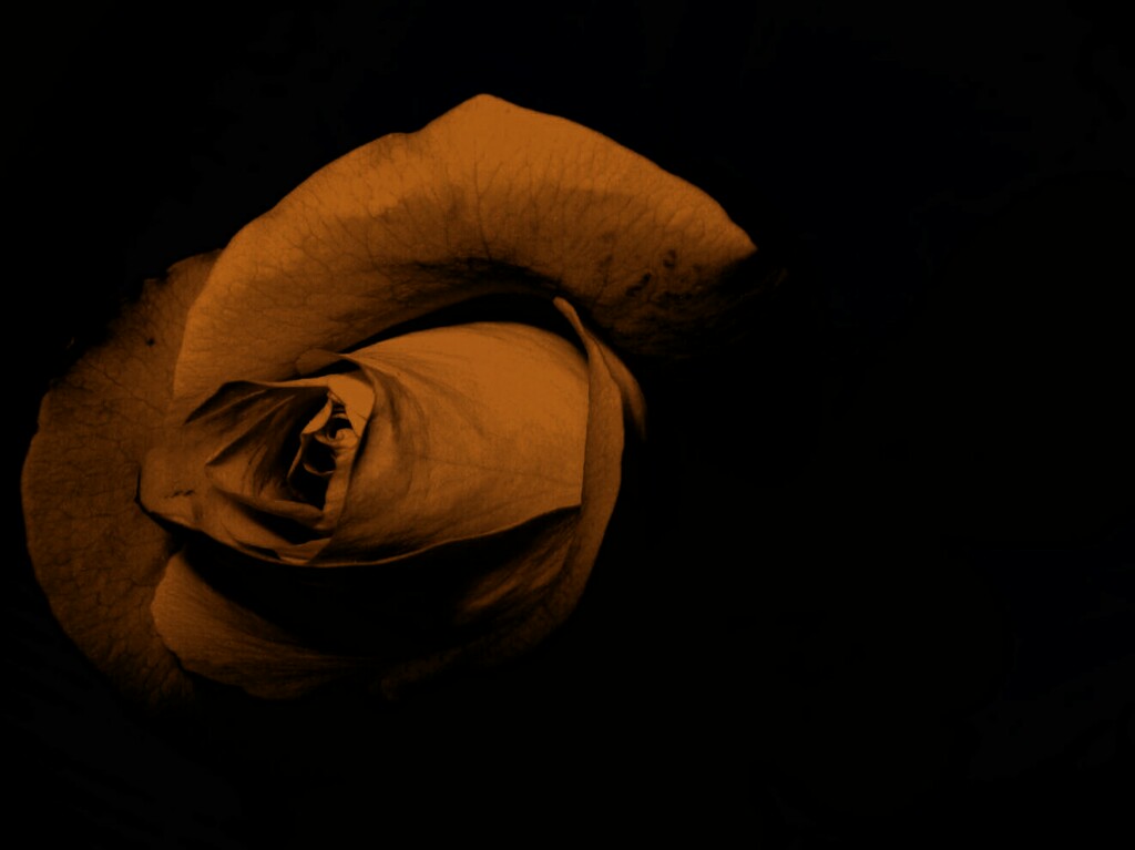 pixediting's tweet photo. Beautiful 😍 roses 🌹
Edited by me 
Please rate this editing on scale of 10
Best nature image editing channel 
https://t.co/eYTHvNIClp
.
#pixeditings #rose #roses #Flowers  #nature #NaturePhotography https://t.co/IcbYYK8bxs