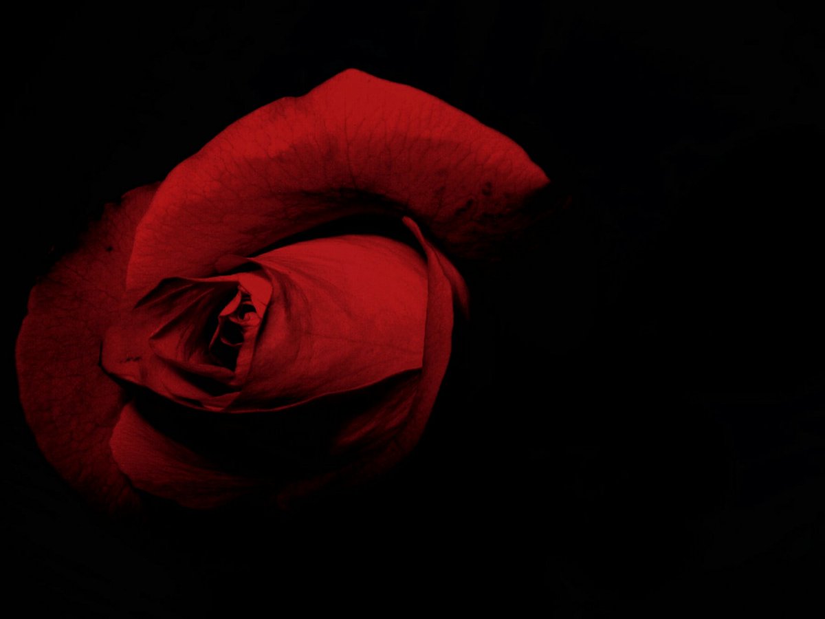 pixediting's tweet photo. Beautiful 😍 roses 🌹
Edited by me 
Please rate this editing on scale of 10
Best nature image editing channel 
https://t.co/eYTHvNIClp
.
#pixeditings #rose #roses #Flowers  #nature #NaturePhotography https://t.co/IcbYYK8bxs