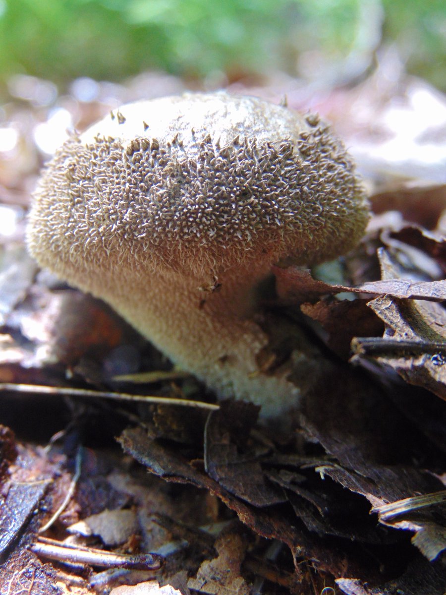 The 14th rule of the Mushroom Cult is to go in the woods and take pictures of mushrooms.