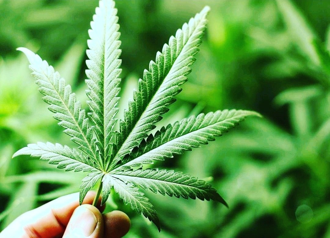 BrandMissile's tweet photo. CBDsynthesis.com- #domainname fr SALE!

@CanopyGrowth 
#CBD #cbdoil #cannabis #mentalhealth #medicine #biotech #LifeSciences #startup #Entrepreneurs #marketing #OnlineMarketing #onlinestore #onlineshopping #digitalmarketing #DomainNameForSale @EpikDotCom https://t.co/skJ2XYJgWp