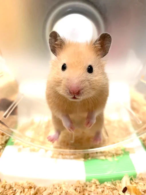 ハムスター健康法ってあるかもしれないな…so cute… 