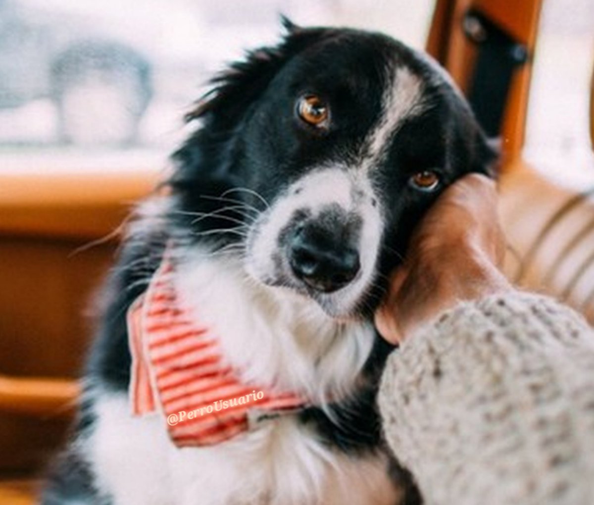 Esta es la mirada del único ser que jamás te va a mentir🐾🐾❤