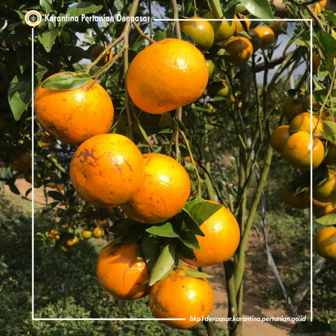 KarantinaBali's tweet photo. Manisnya jeruk Kintamani jangan ditanya lagi.
Selain manis juga kaya kandungan vitamin C.
Yu SobatQ, jangan lupa konsumsi buah dan sayuran lokal untuk jaga kesehatanmu dimasa pandemi ini.
#BuahLokalSehat
#JerukBali
#AkuCintaBuahLokal
#SehatMasaPandemi
#KarantinaDenpasar https://t.co/DiCLkTNqWm