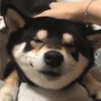 xiao zhan’s dog memes; a thread