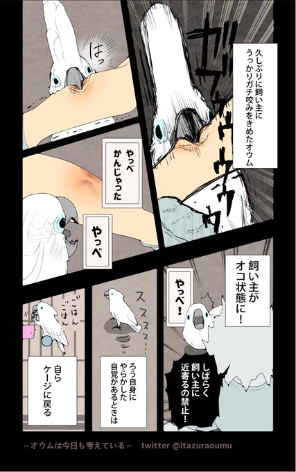 咬みついてから反省したり逆ギレしたりするオウム。
色々考えているようです。
#漫画 #オウムは今日も考えている 