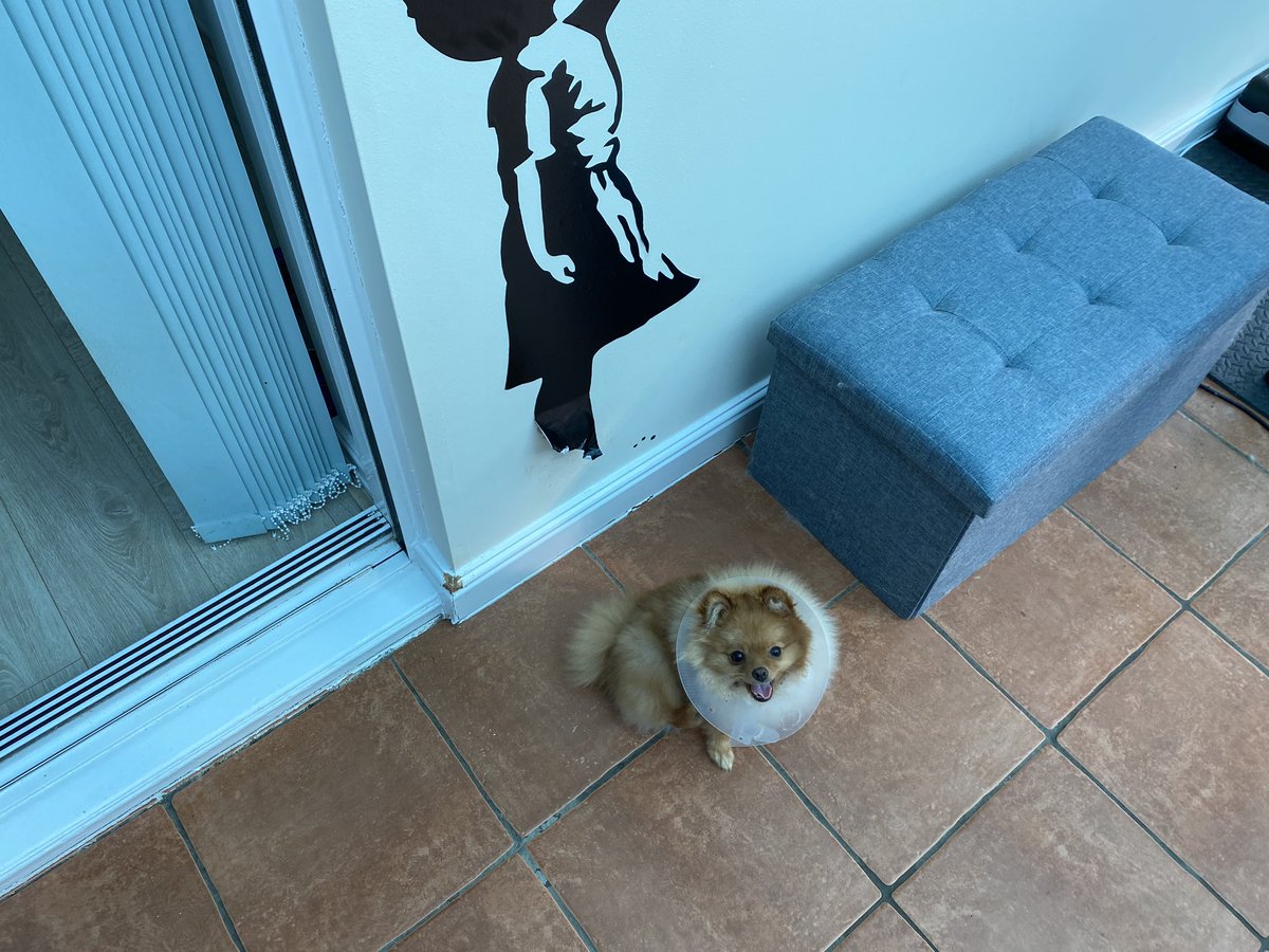 PaulHurst2020's tweet photo. Teddy may be in a cone, but that hasnβt stopped him being less destructive! He clearly isnβt a fan of Banksy, and also has a taste for the skirting board! #ASBODog π€¦πΌββοΈπΎ https://t.co/CbeYWAtFo1