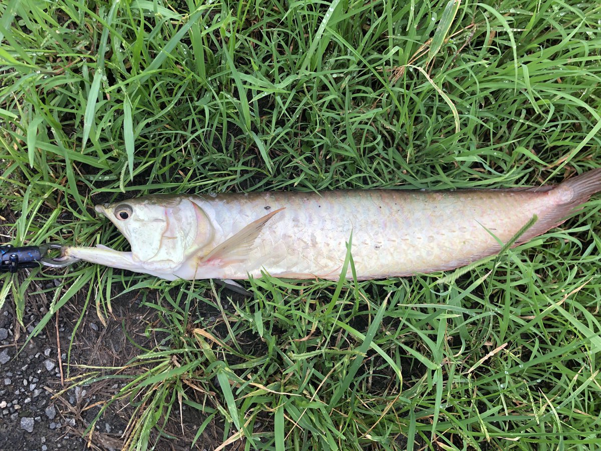 夏人 あきんど まさか埼玉で釣れるとは思わんかった 笑 ここ アマゾンちゃうよな 埼玉 用水路 アロワナ 釣れた