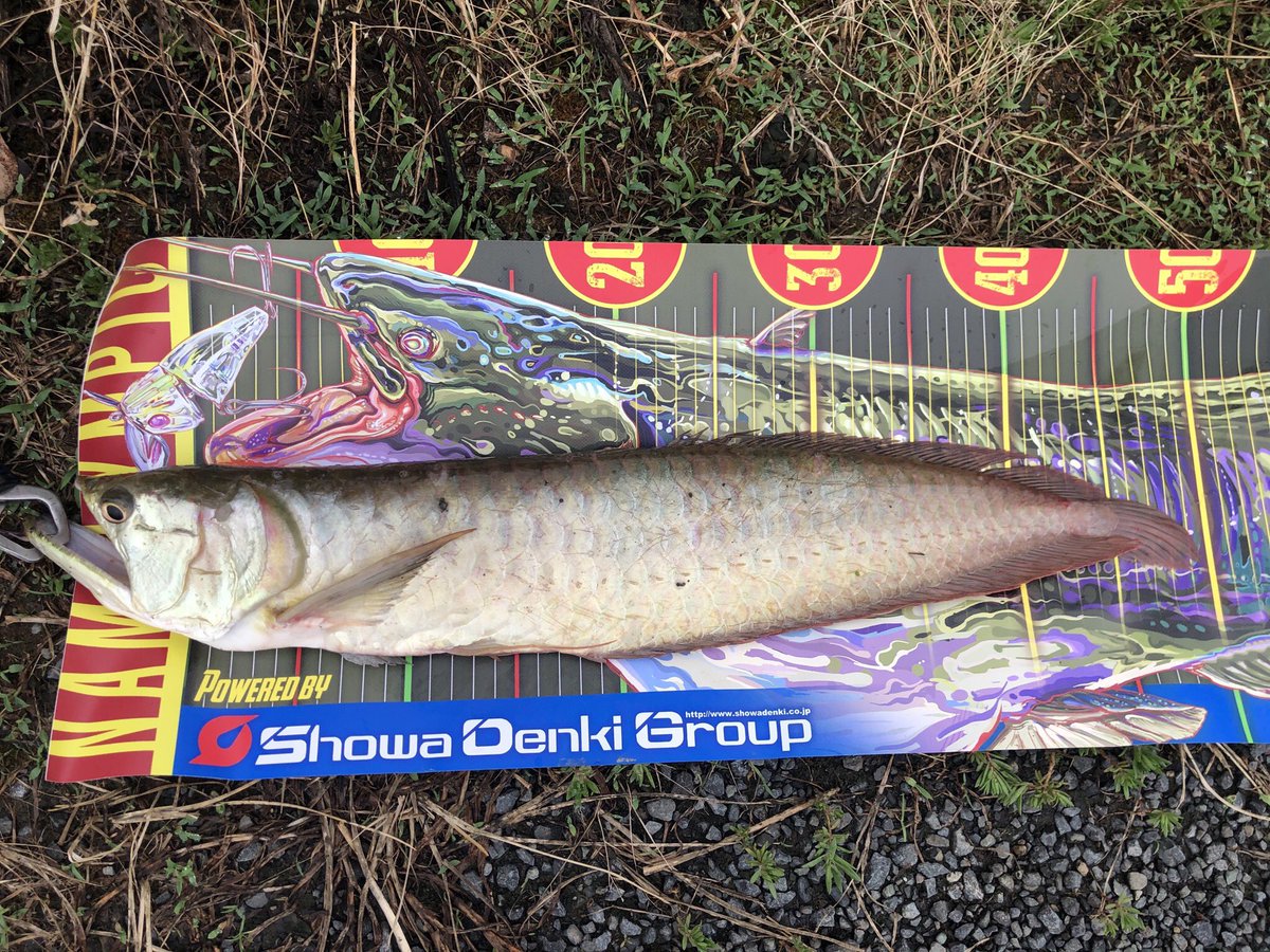夏人 あきんど まさか埼玉で釣れるとは思わんかった 笑 ここ アマゾンちゃうよな 埼玉 用水路 アロワナ 釣れた