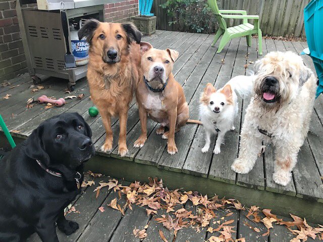 @HolyroodLiam @DickKingSmith My daughter’s small pup is the lead in this group-definitely a rock band