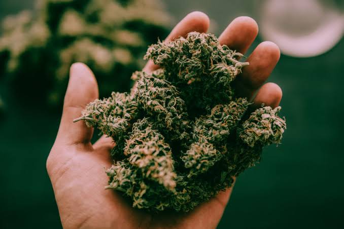  #ThreadMarijuana/Bhang/Vijaya/Ganja drug has been used in  #Ayurveda from centuries,for management of many diseases.Botanical source of plant is Cannabis sativa L. of family Cannabinaceae.Practically naturalized in sub Himalaya, abundantly found in Punjab, Bengal,Assam, South.