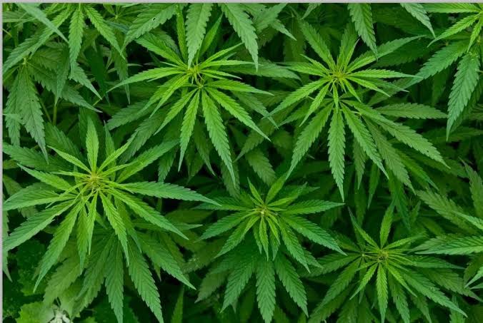  #ThreadMarijuana/Bhang/Vijaya/Ganja drug has been used in  #Ayurveda from centuries,for management of many diseases.Botanical source of plant is Cannabis sativa L. of family Cannabinaceae.Practically naturalized in sub Himalaya, abundantly found in Punjab, Bengal,Assam, South.