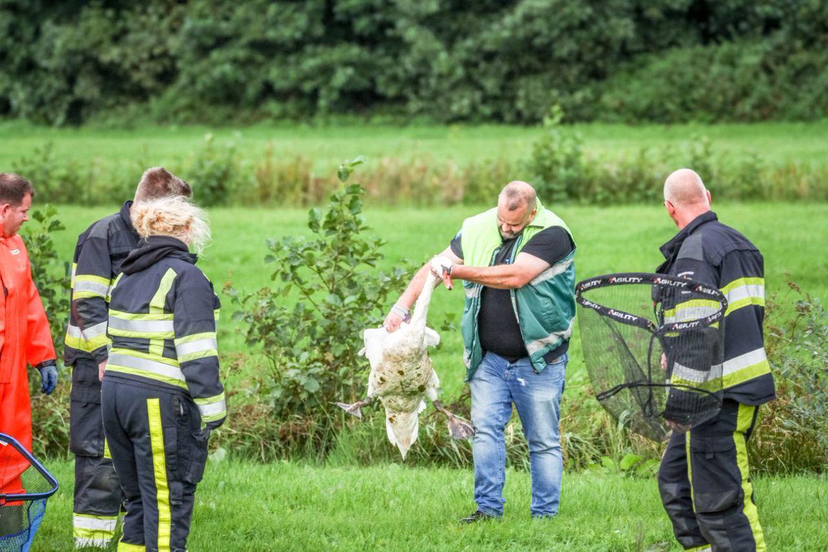 Brandweer redt gewonde zwaan aan de Dukaat in Drachten -.