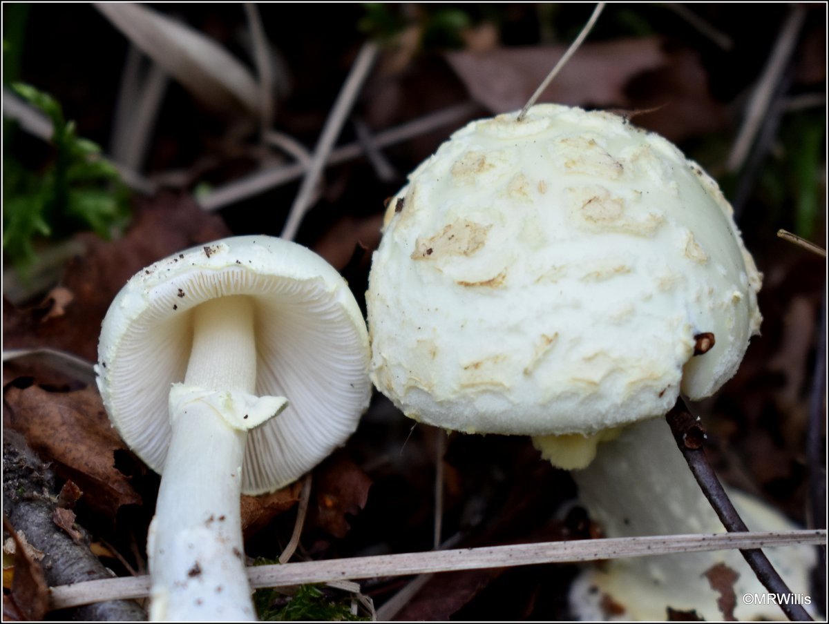 Marksvegplot's tweet image. A trio of Amanitas. A.muscaria (Fly Agaric), A.rubescens (The Blusher), and A.citrina (False Deathcap).