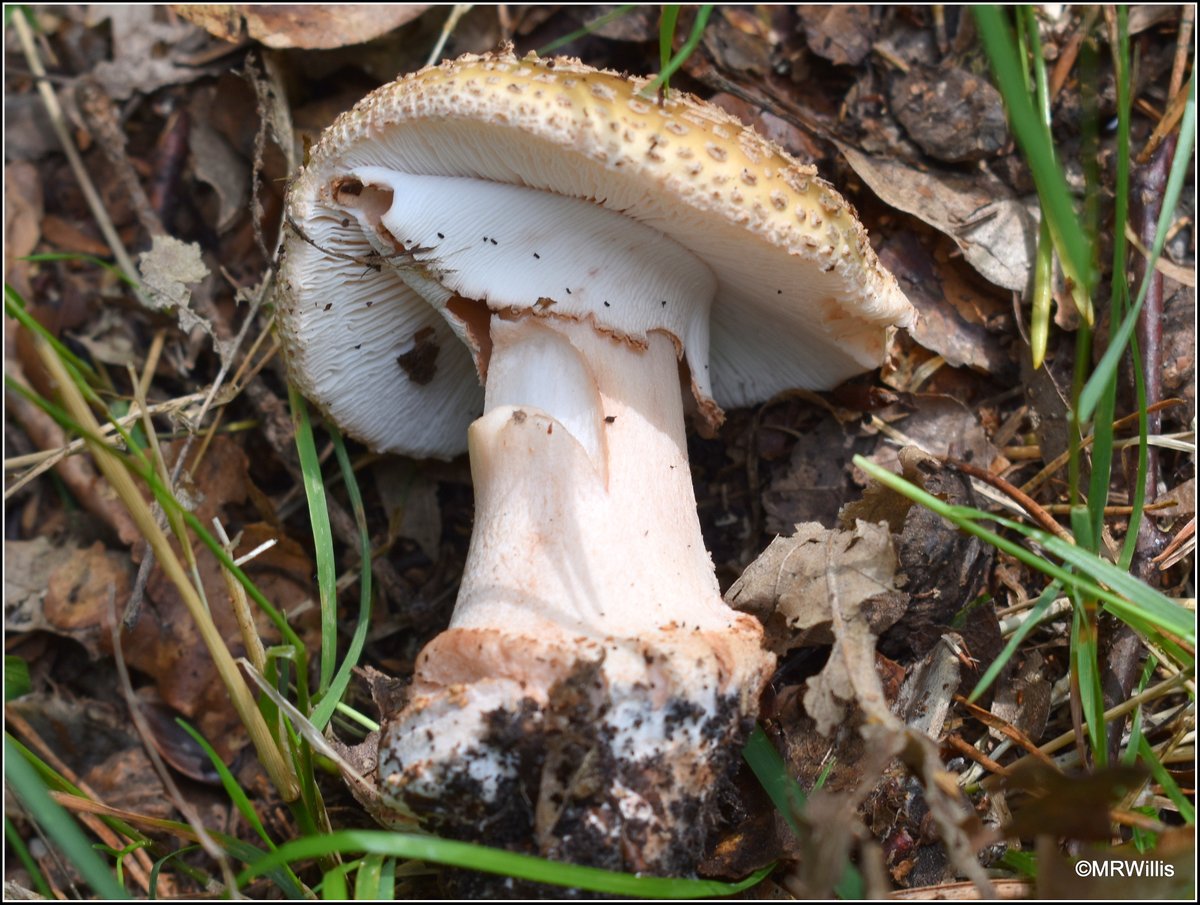Marksvegplot's tweet image. A trio of Amanitas. A.muscaria (Fly Agaric), A.rubescens (The Blusher), and A.citrina (False Deathcap).