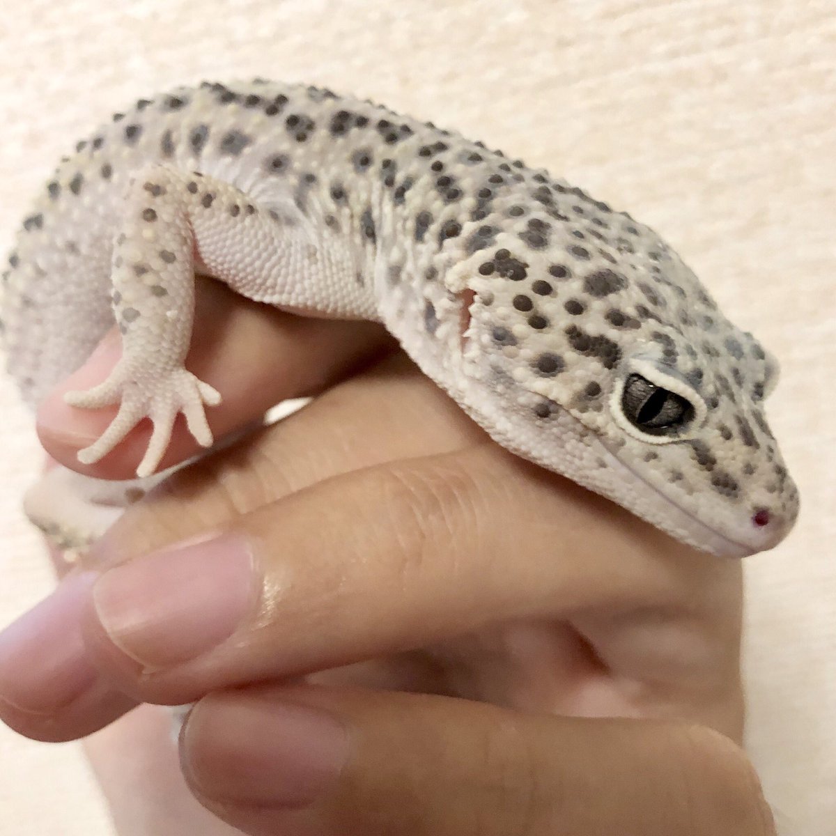 レオパの ゆき 脱皮前ゆきさん レオパ レオパードゲッコー ヒョウモントカゲモドキ 爬虫類 爬虫類好きさんと繋がりたい かわいい レオパの ゆき 脱皮前ゆきさん レオパ レオパードゲッコー ヒョウモントカゲモドキ 爬虫類 爬虫類好きさんと繋がりたい かわいい