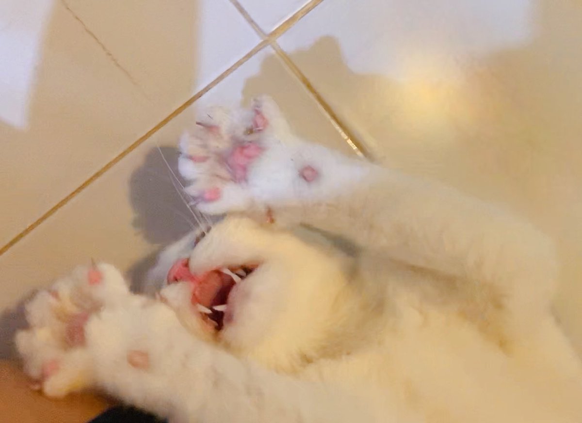 ૮꒰˵• ﻌ •˵꒱ა tweet media