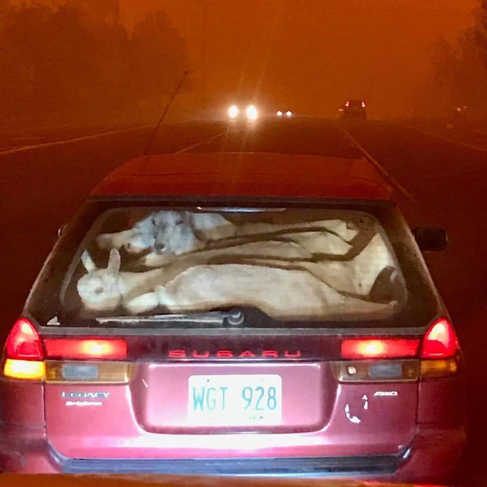 Goats: It's What Makes a Subaru a Subaru. #evacuation #canby #canbystyle #clackamasfires #canbyor #canbyoregon