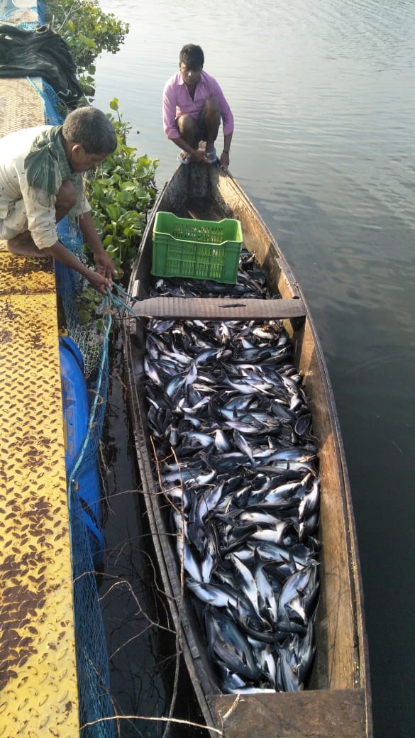 Model which can be Replicated !!
Implementation of Integrated Ecosystem-Based Fisheries Management Model in oxbow lakes of East-Champaran, Bihar in participatory mode paved way for holistic scientific fisheries development and doubling farmer’s income. @FisheriesGOI, <a href="/CIFRI_ICAR/">ICAR-Central Inland Fisheries Research Institute</a>