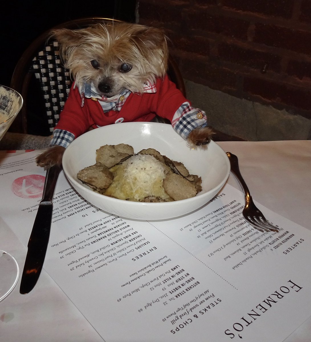 JaxAndChompers's tweet photo. Day 178 of Pawdemic 2020...When you are a hungry hound and treat yourself to Raviolo with truffles...#mangia #chompers @FormentosChi #dogsoftwitter #chicago #dogs #dogslife #seniordogs #smalldogsrule #happydog #dogfriendly #mansbestfriend #Italian #pasta #formentos #ravioli #yum https://t.co/l0LJWoIJOj