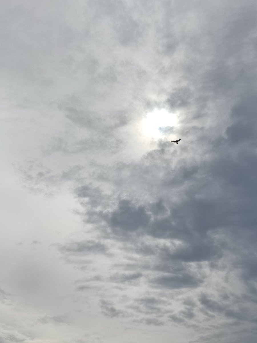 longhandnotes's tweet photo. When would we have learnt,
In an always clouded world,
To draw the sun round?
Would faiths of the Brightest Cloud,
And Brightest Dot be at war?
#tanka #AlternativeHistory #AlternativeSetting #BackgroundConditions #DifferentRevelation #ModelsAtWar #PointSpreadFunction #SameSun https://t.co/ylGPqKW8OA